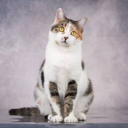Нежная кошечка Сильвия ищет дом Нежная кошечка Сильвия ищет дом