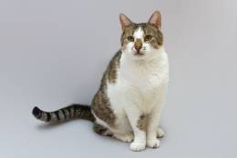 Котик Барсик ищет доброе сердце. Котик Барсик ищет доброе сердце.