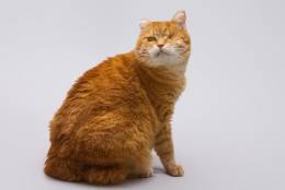 Кошечка Наташа ищет дом. Кошечка Наташа ищет дом.