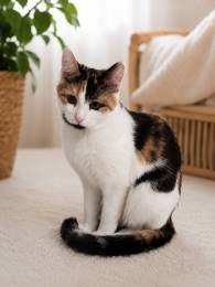 Софья — нежная кошечка, которая подарит дому уют Софья — нежная кошечка, которая подарит дому уют