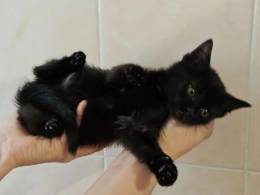 Ищет дом котеночек Ночка.