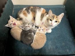 Трёхцветная кошка с тремя котятами