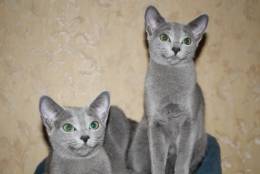 Русские голубые котята с европейской родословной